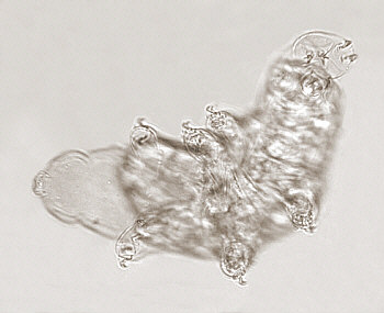 [ Tardigrade (tardigrada) during moulting ]